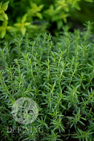 Pardee-Morris_Garden_11