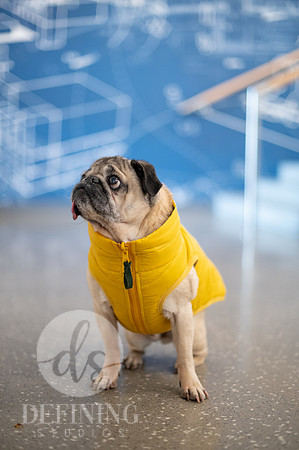 Doug_The_Pug_080