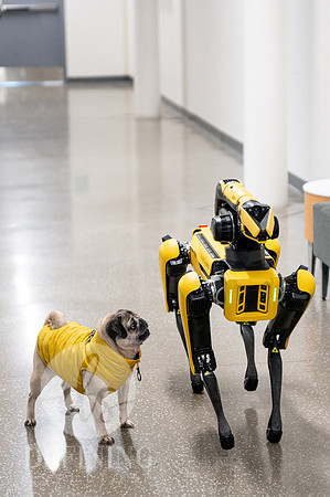 Doug_The_Pug_091