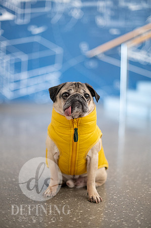 Doug_The_Pug_078