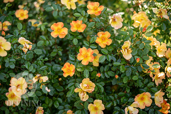Pardee-Morris_Garden_05