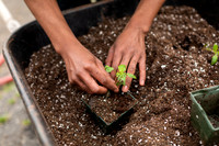 Hartford_Food_Security_HFPG-013