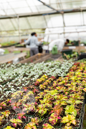 Hartford_Food_Security_HFPG-032