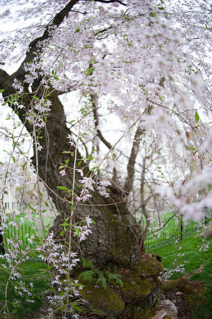 Spring_2015_West_69
