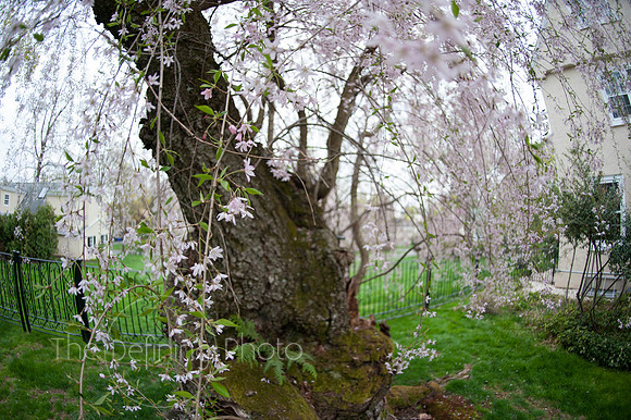 Spring_2015_West_70
