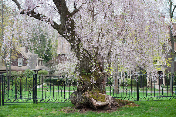 Spring_2015_West_71