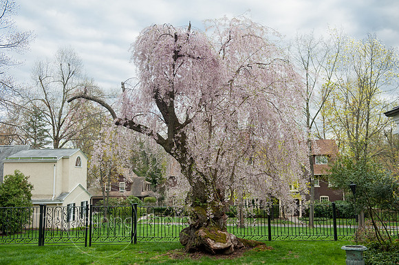 Spring_2015_West_72