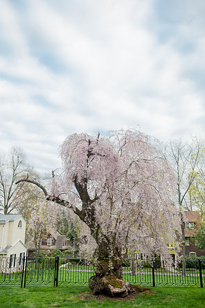 Spring_2015_West_73
