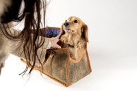 Magnus_Dog_Bag-012