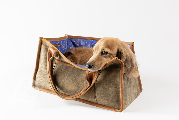 Magnus_Dog_Bag-016