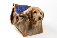 Magnus_Dog_Bag-018