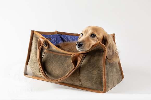 Magnus_Dog_Bag-017