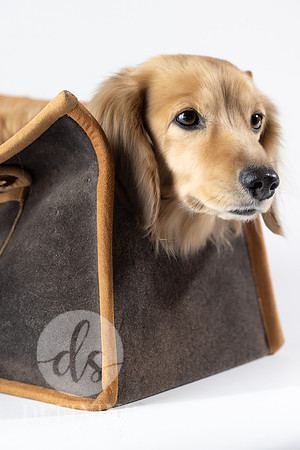 Magnus_Dog_Bag-029