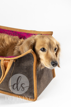Magnus_Dog_Bag-028