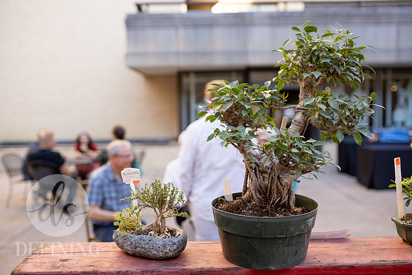 Bonsai_and_Brew_090