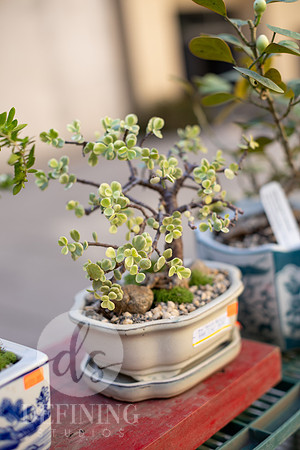 Bonsai_and_Brew_011