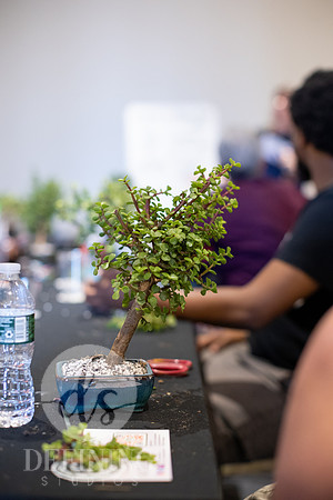 Bonsai_and_Brew_152