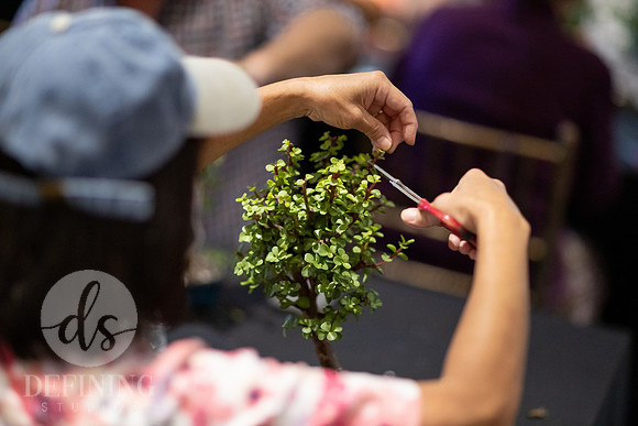 Bonsai_and_Brew_136