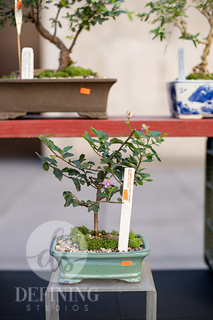 Bonsai_and_Brew_007