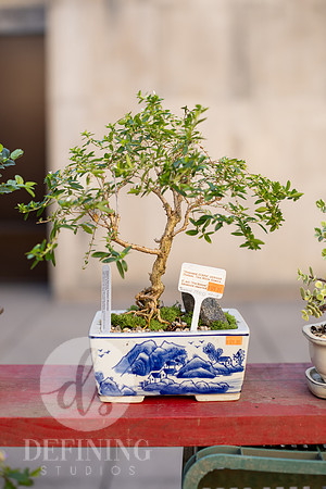 Bonsai_and_Brew_009