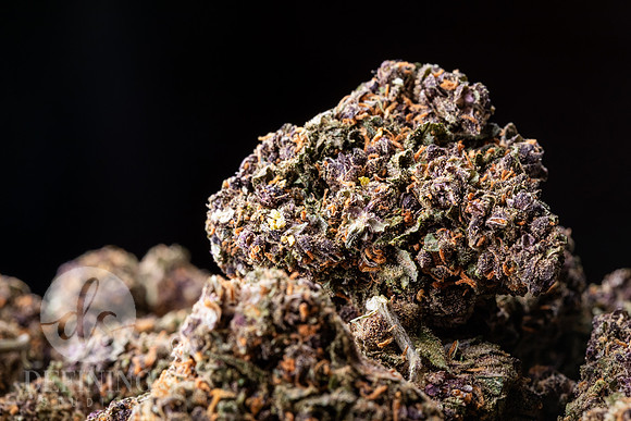 Buds_Macro-01