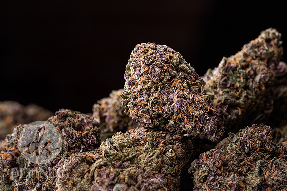 Buds_Macro-05