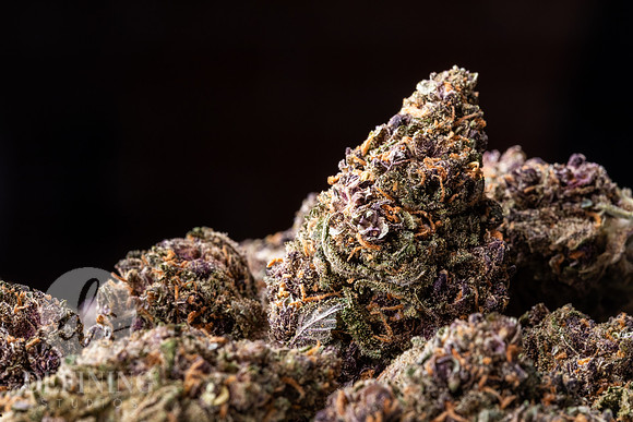 Buds_Macro-06