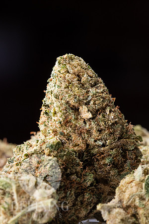 Buds_Macro-09