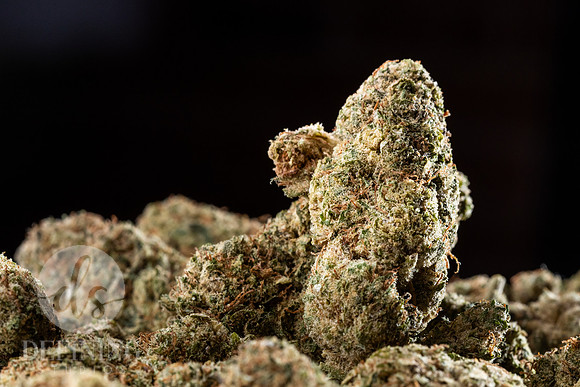 Buds_Macro-11