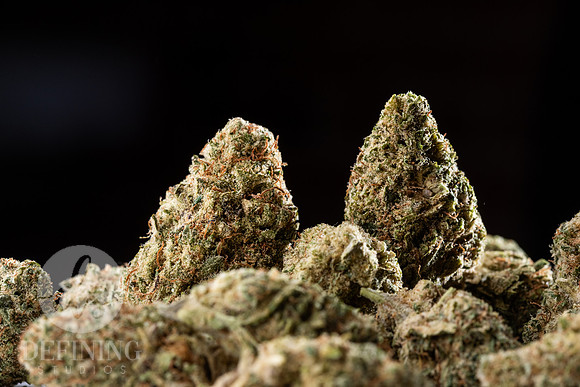 Buds_Macro-15