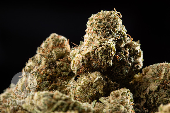 Buds_Macro-16