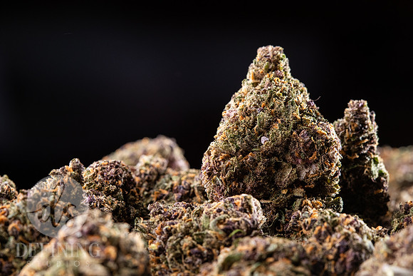 Buds_Macro-18