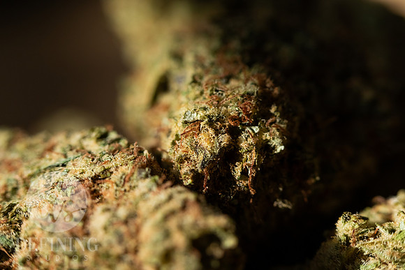 Buds_Macro-26