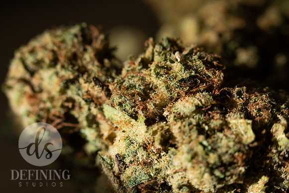 Buds_Macro-28