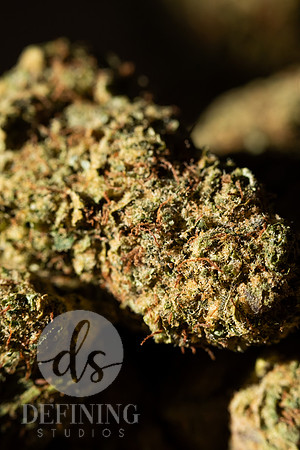 Buds_Macro-32
