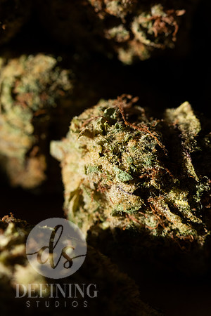 Buds_Macro-34