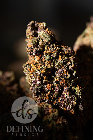 Buds_Macro-37