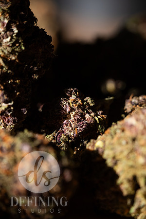 Buds_Macro-38