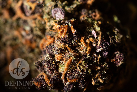 Buds_Macro-39