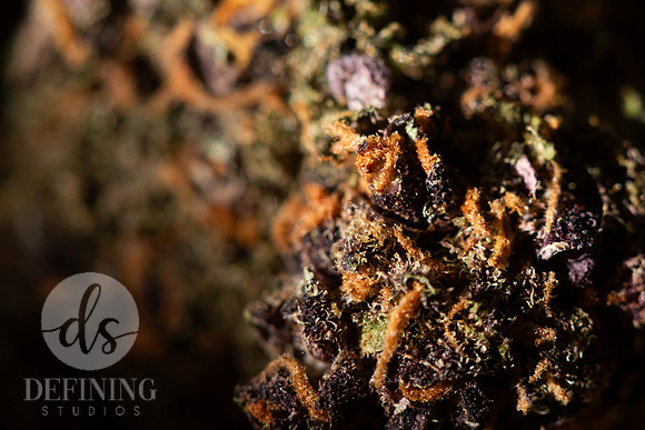 Buds_Macro-41