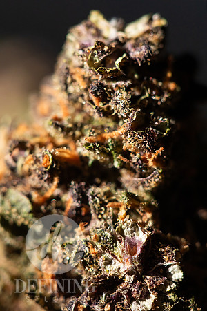 Buds_Macro-44