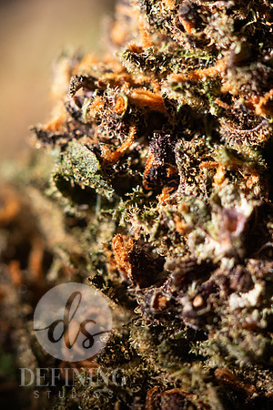 Buds_Macro-45