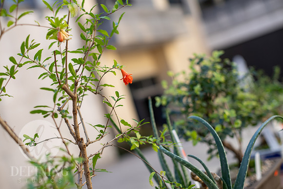 Bonsai_and_Brew_010