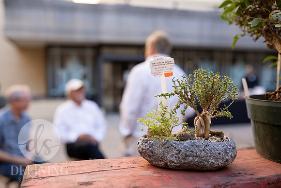 Bonsai_and_Brew_091