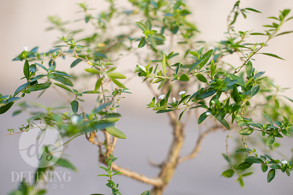 Bonsai_and_Brew_012
