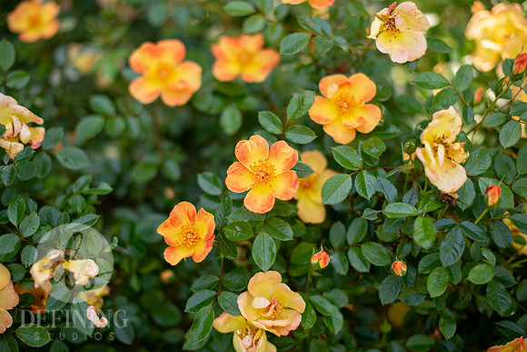 Pardee-Morris_Garden_06