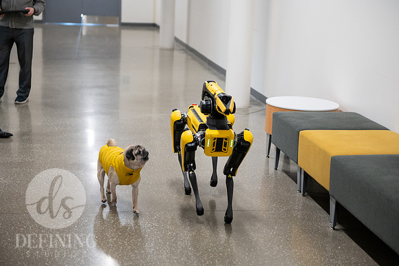 Doug_The_Pug_090