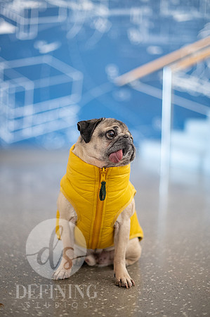 Doug_The_Pug_076