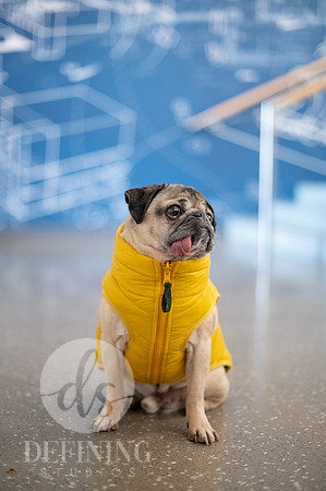 Doug_The_Pug_077