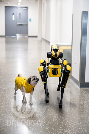 Doug_The_Pug_093